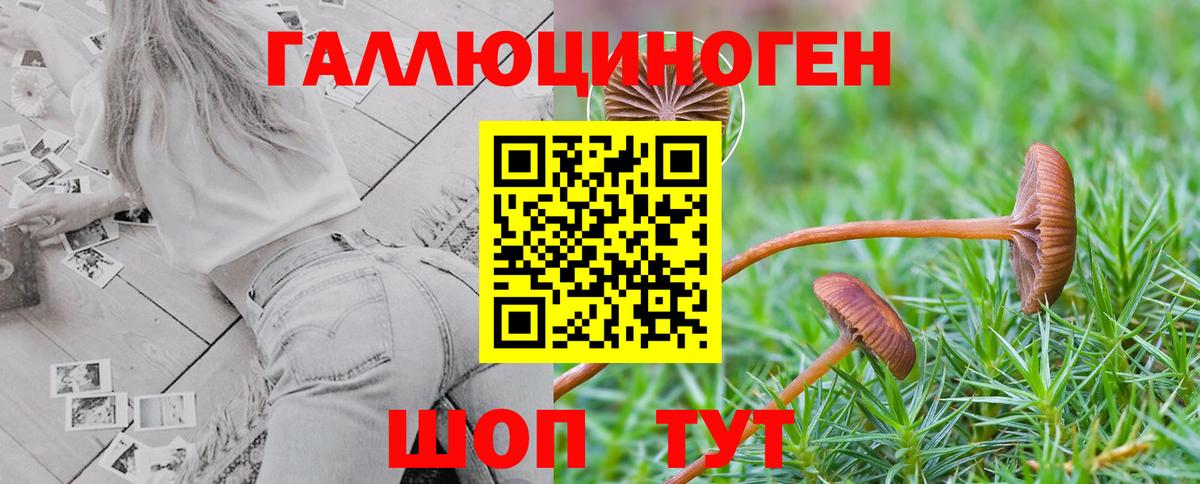 Псилоцибиновые грибы Psilocybe  Вход с VPN  Нарткала 